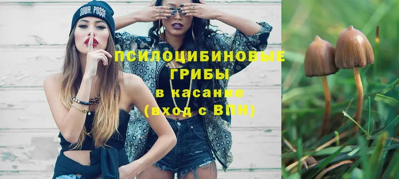 mega как зайти  Донской  Галлюциногенные грибы прущие грибы  как найти закладки 